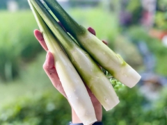 茭白400g